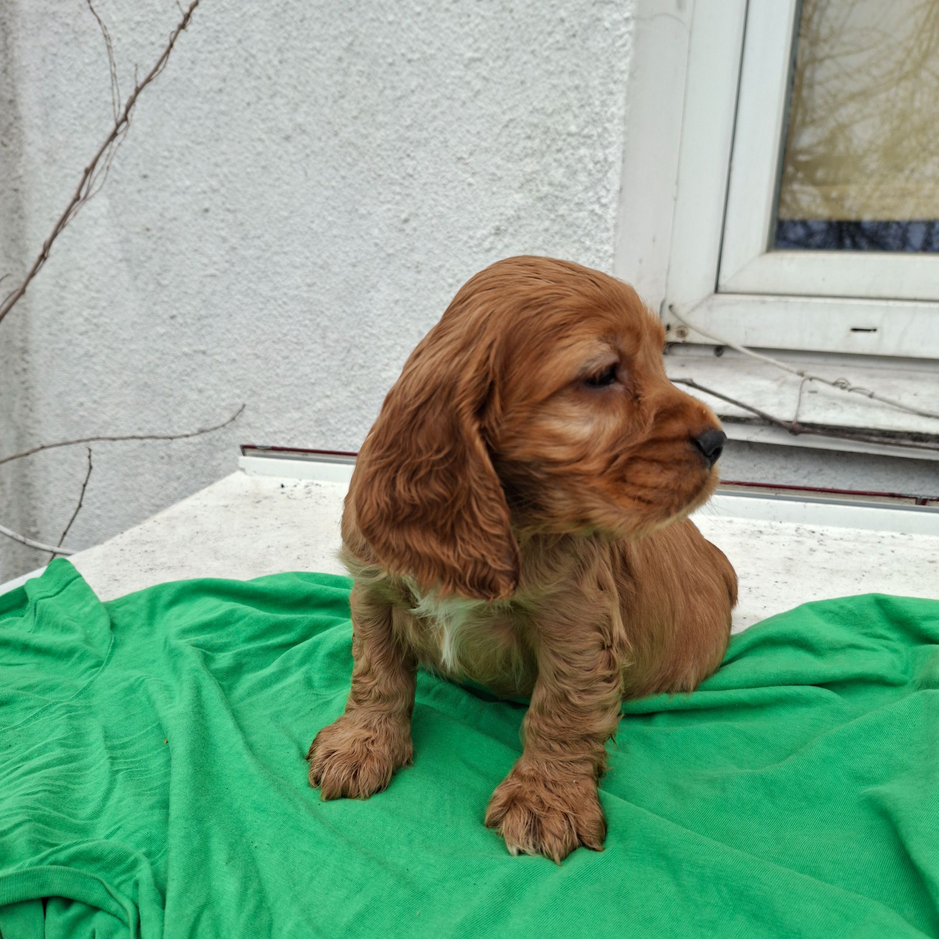 Кокер спаниель английский