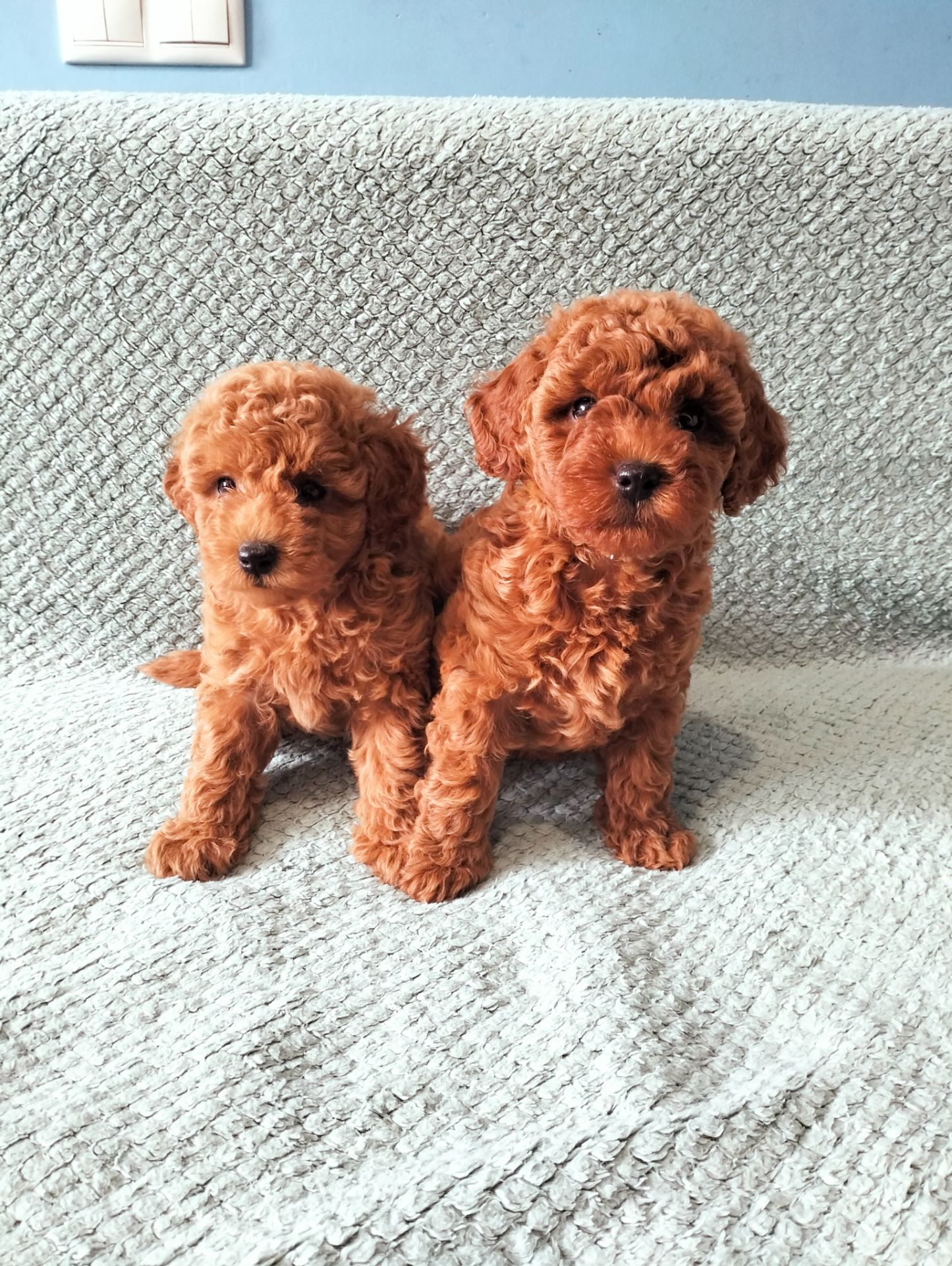 Дітки той пуделя