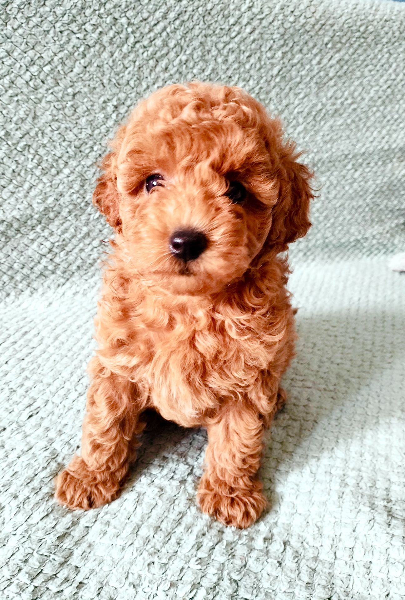 Дітки той пуделя