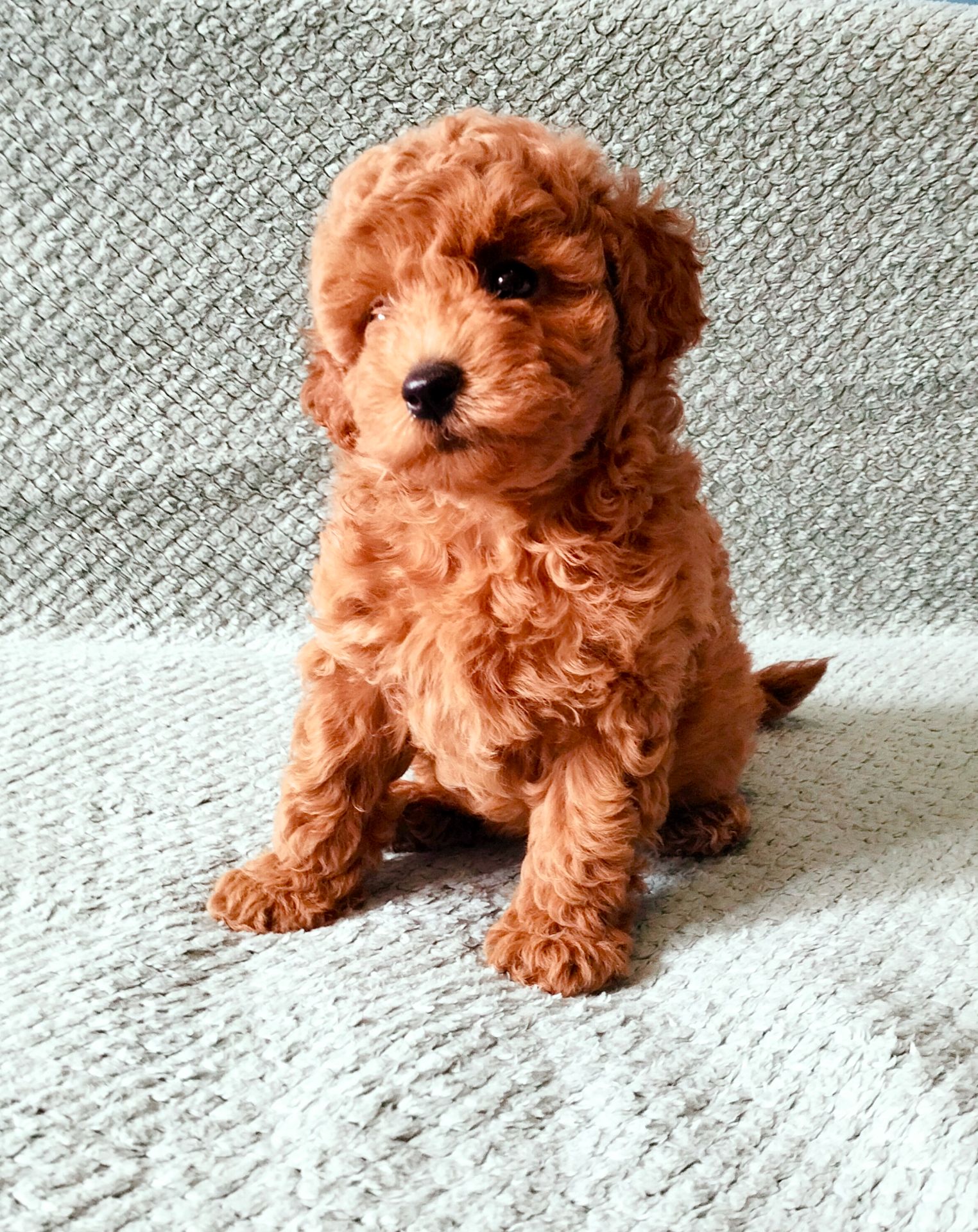 Дітки той пуделя