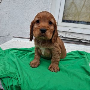 Кокер спаниель английский