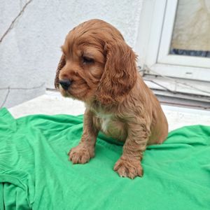 Кокер спаниель английский