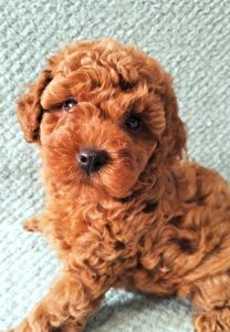 Дітки той пуделя