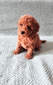 Дітки той пуделя