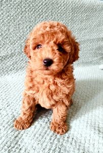 Дітки той пуделя