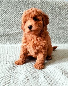 Дітки той пуделя