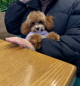 Ексклюзивна дівчина Той Пудель