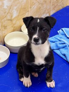 цуценя Аманда мріє про дім