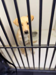 цуценя Іванка, 4 місяці, буде маленька