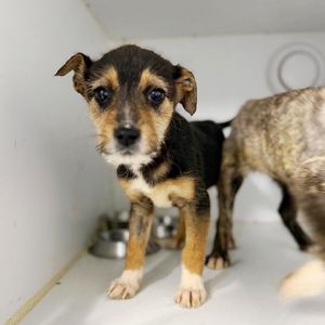 цуценя Айна, тендітна, буде маленькою