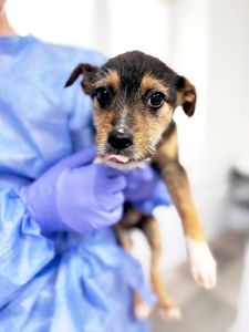 цуценя Айна, тендітна, буде маленькою