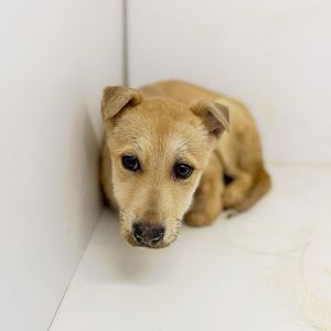 цуценя Інжир, метис коргі, 4 місяці