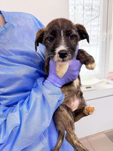 цуценя Ассоль виглядає свою родину