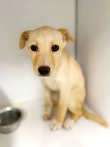 цуценя Іванка, 4 місяці, буде маленька