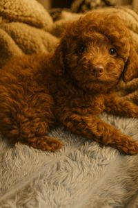 Хлопчик мальтипу