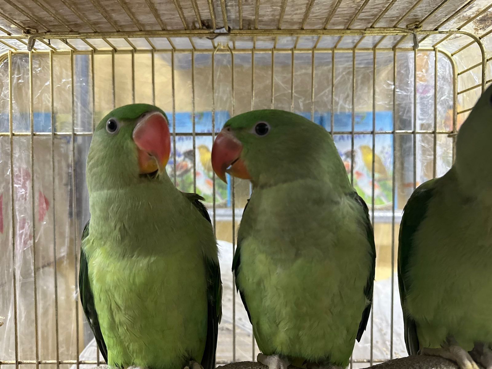 Олександрійські папуги молоді та ручні пташенята