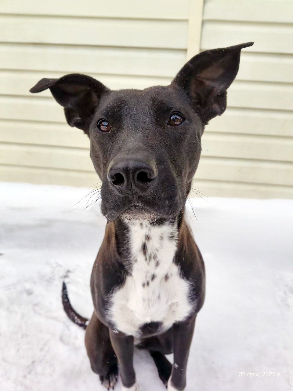 Цуценя Белла