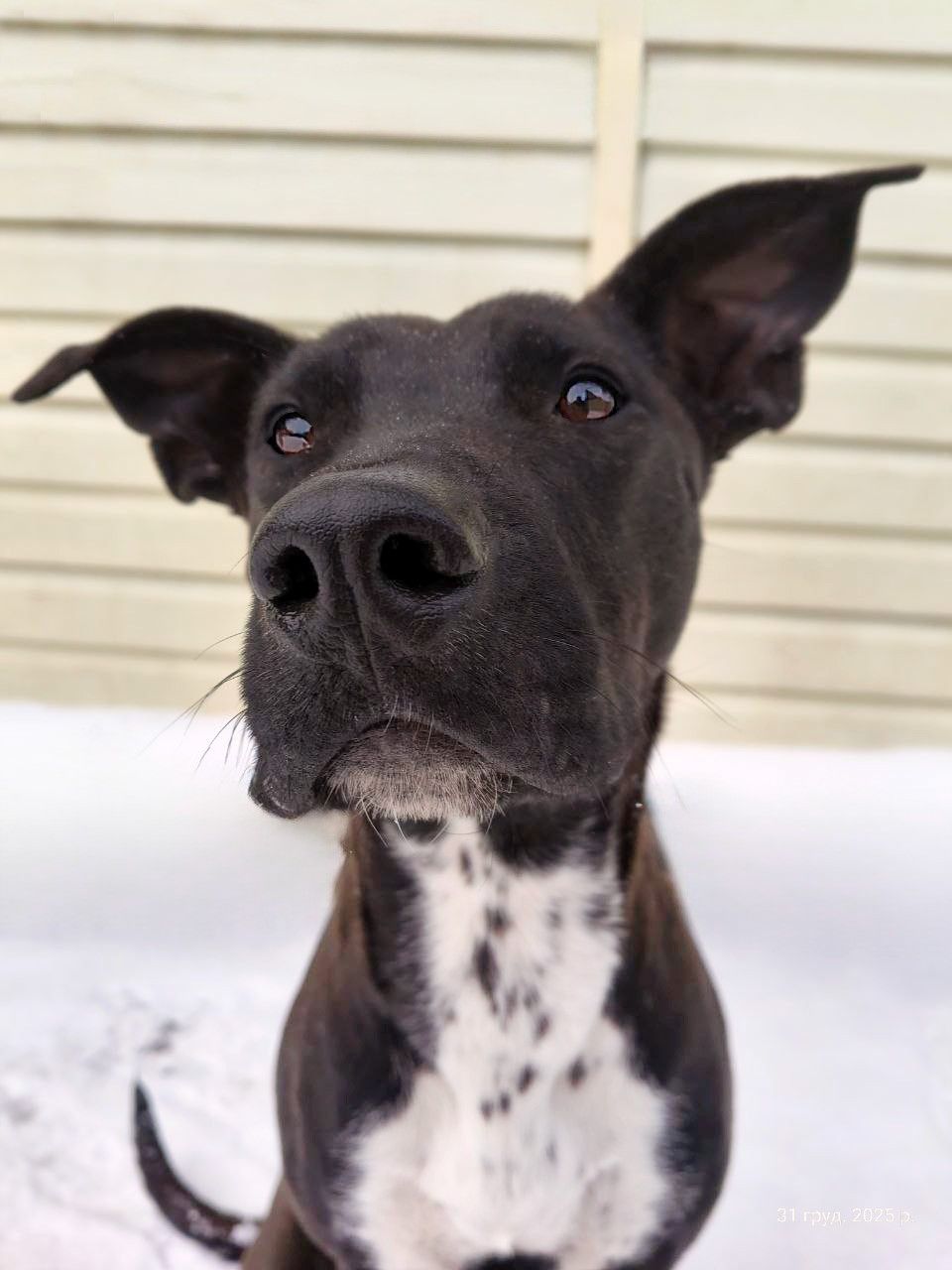 Цуценя Белла