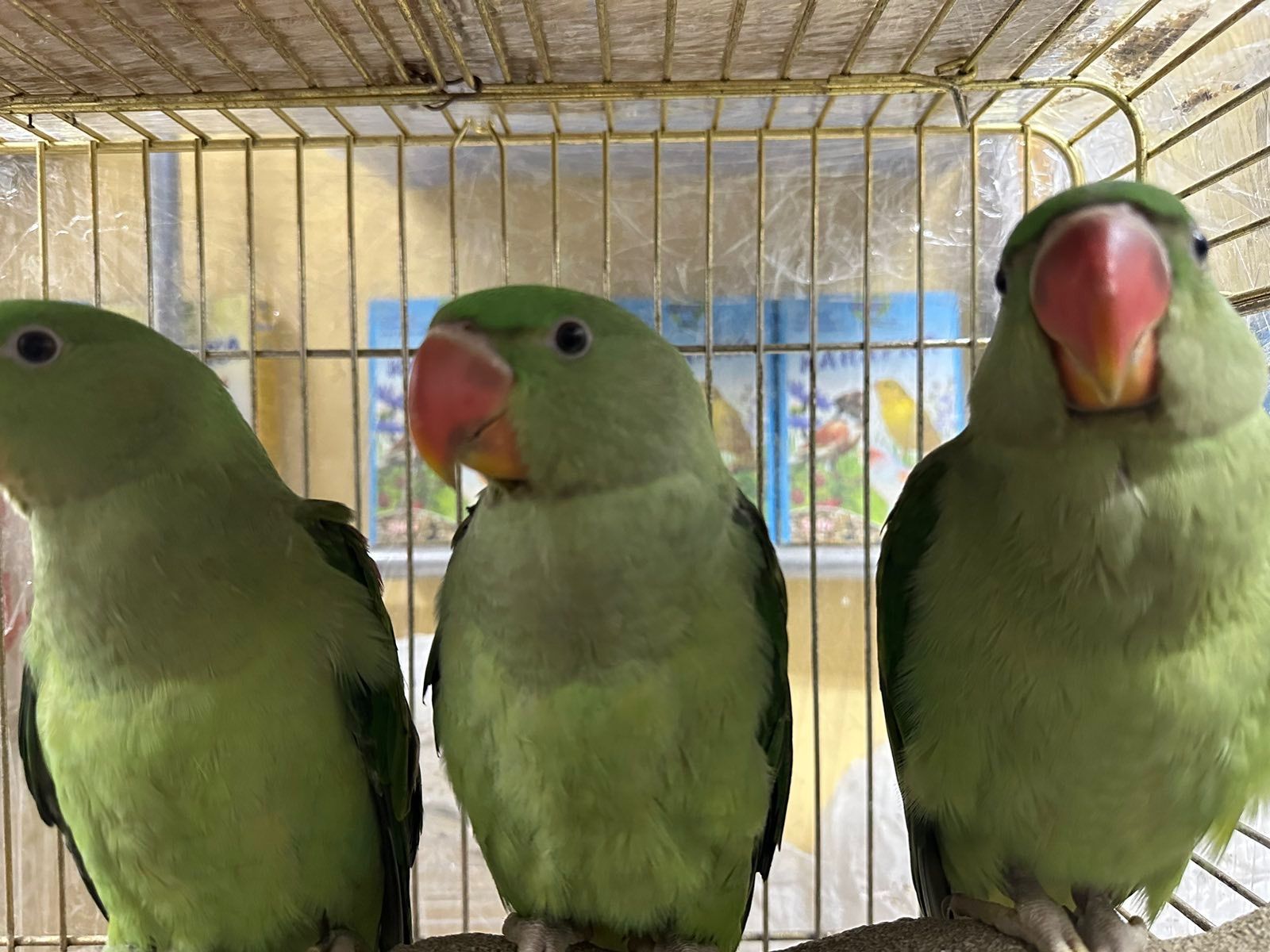 Олександрійські папуги молоді та ручні пташенята