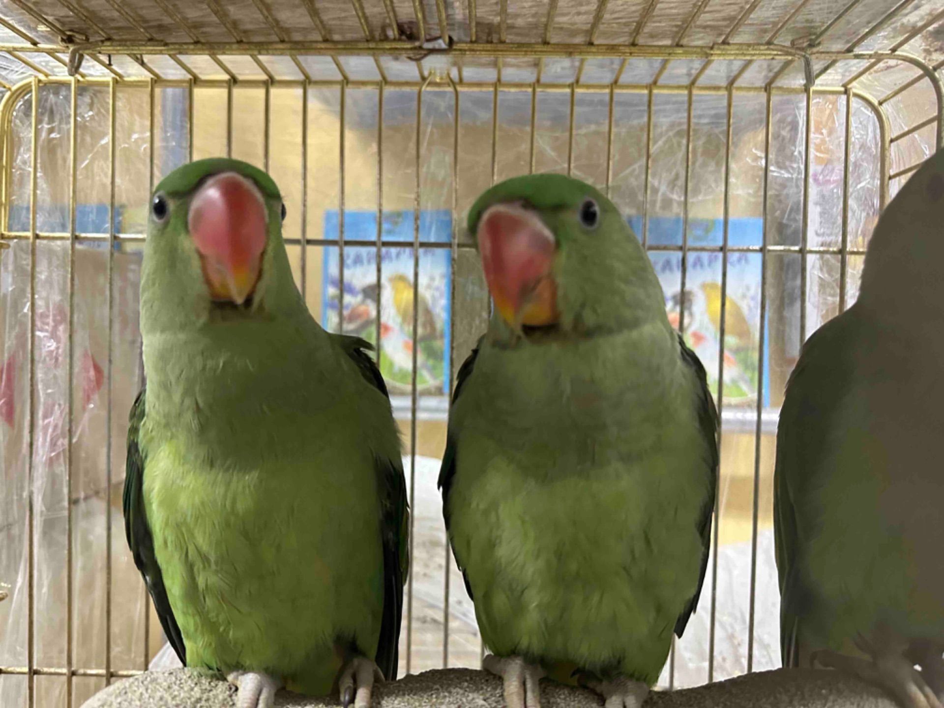 Олександрійські папуги молоді та ручні пташенята