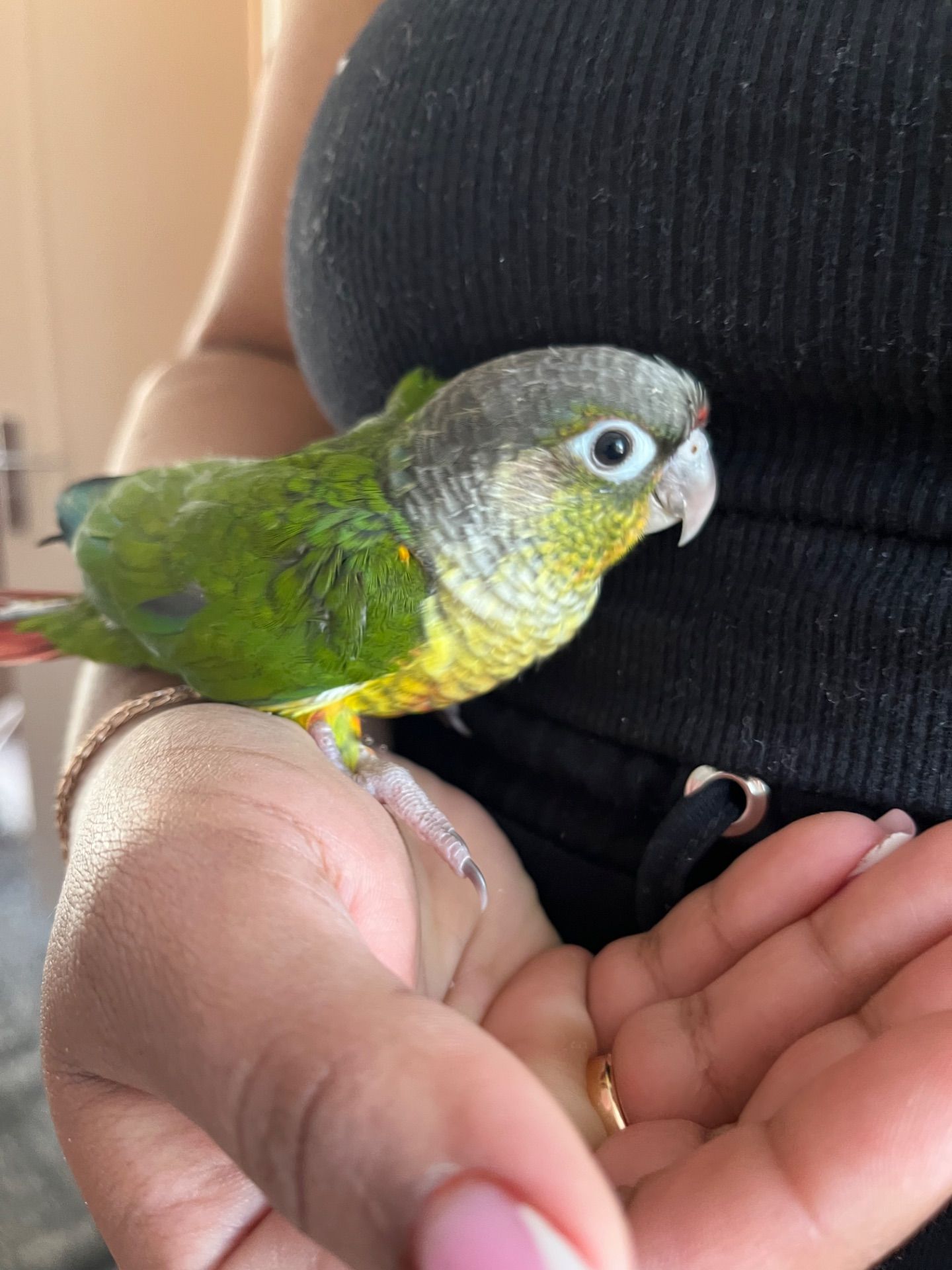 Піррура пташенята молоді та ручні контактні малючки