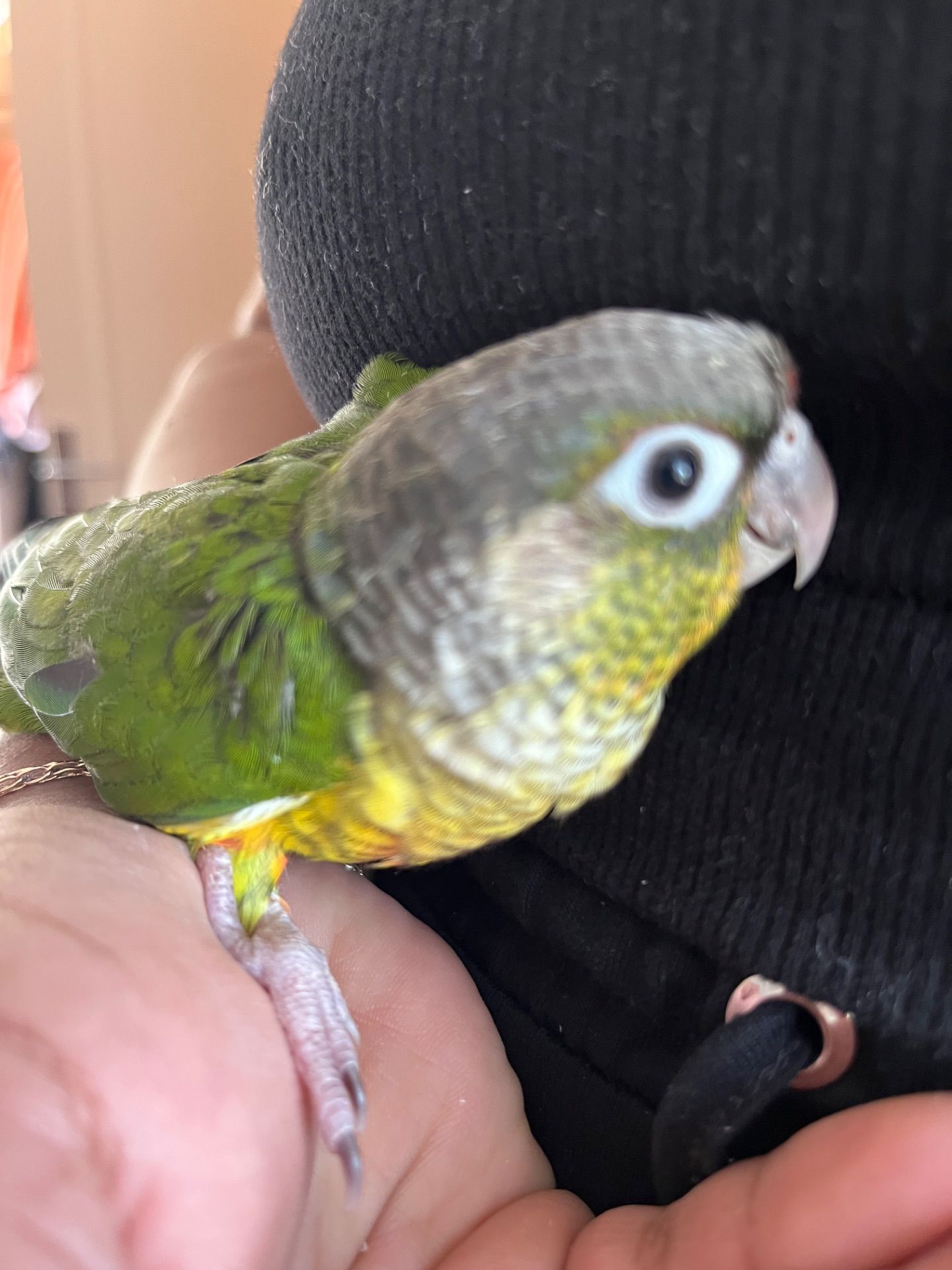 Піррура пташенята молоді та ручні контактні малючки