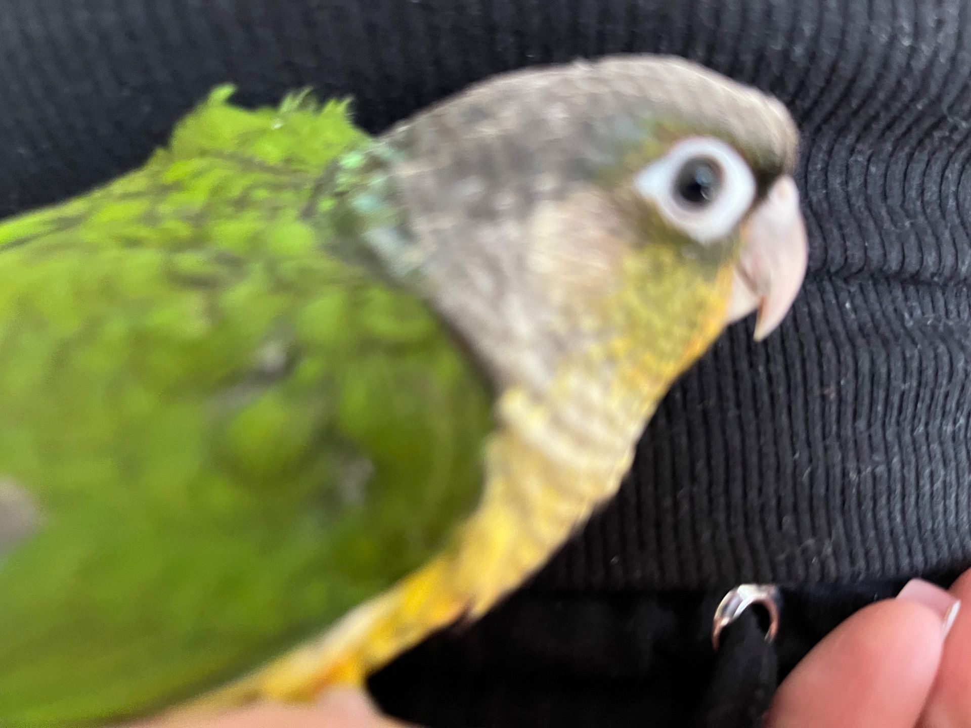 Піррура пташенята молоді та ручні контактні малючки