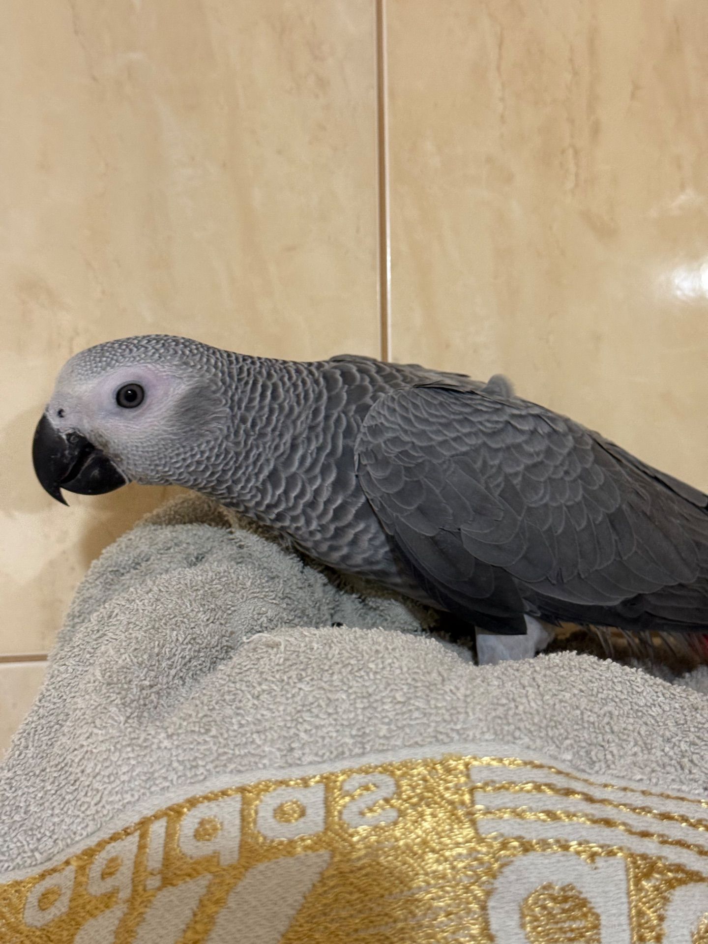 Жако ртпшенята, Алохвості Африканські папуги