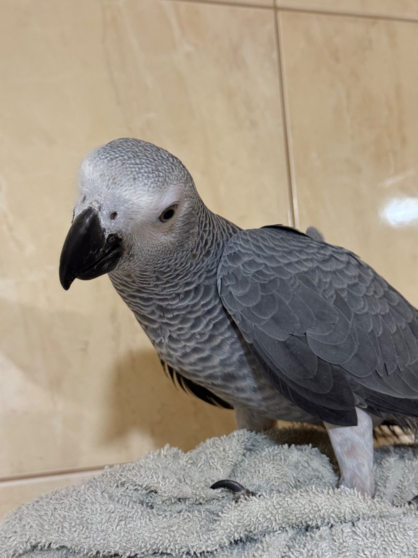 Жако ртпшенята, Алохвості Африканські папуги