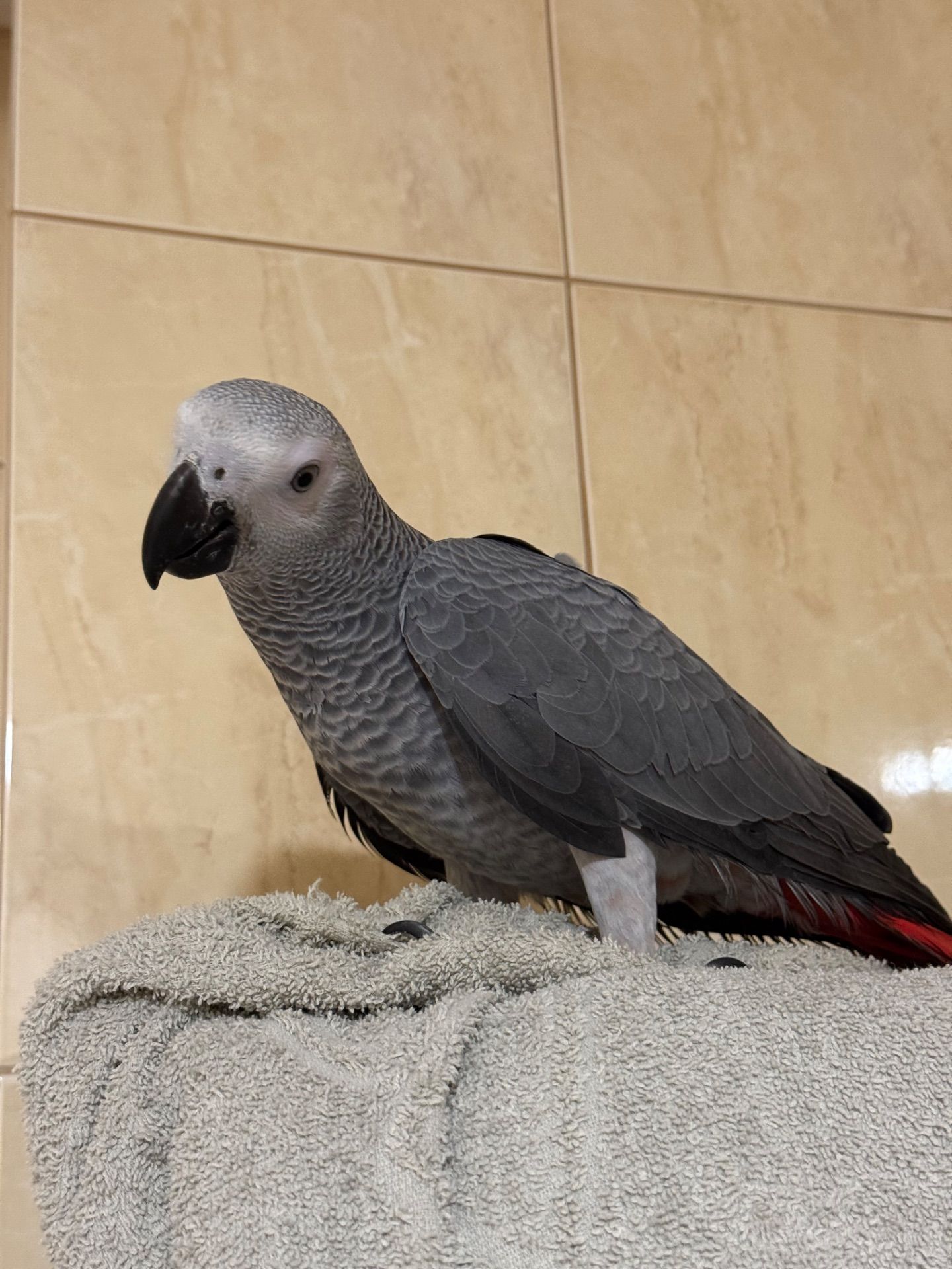 Жако ртпшенята, Алохвості Африканські папуги