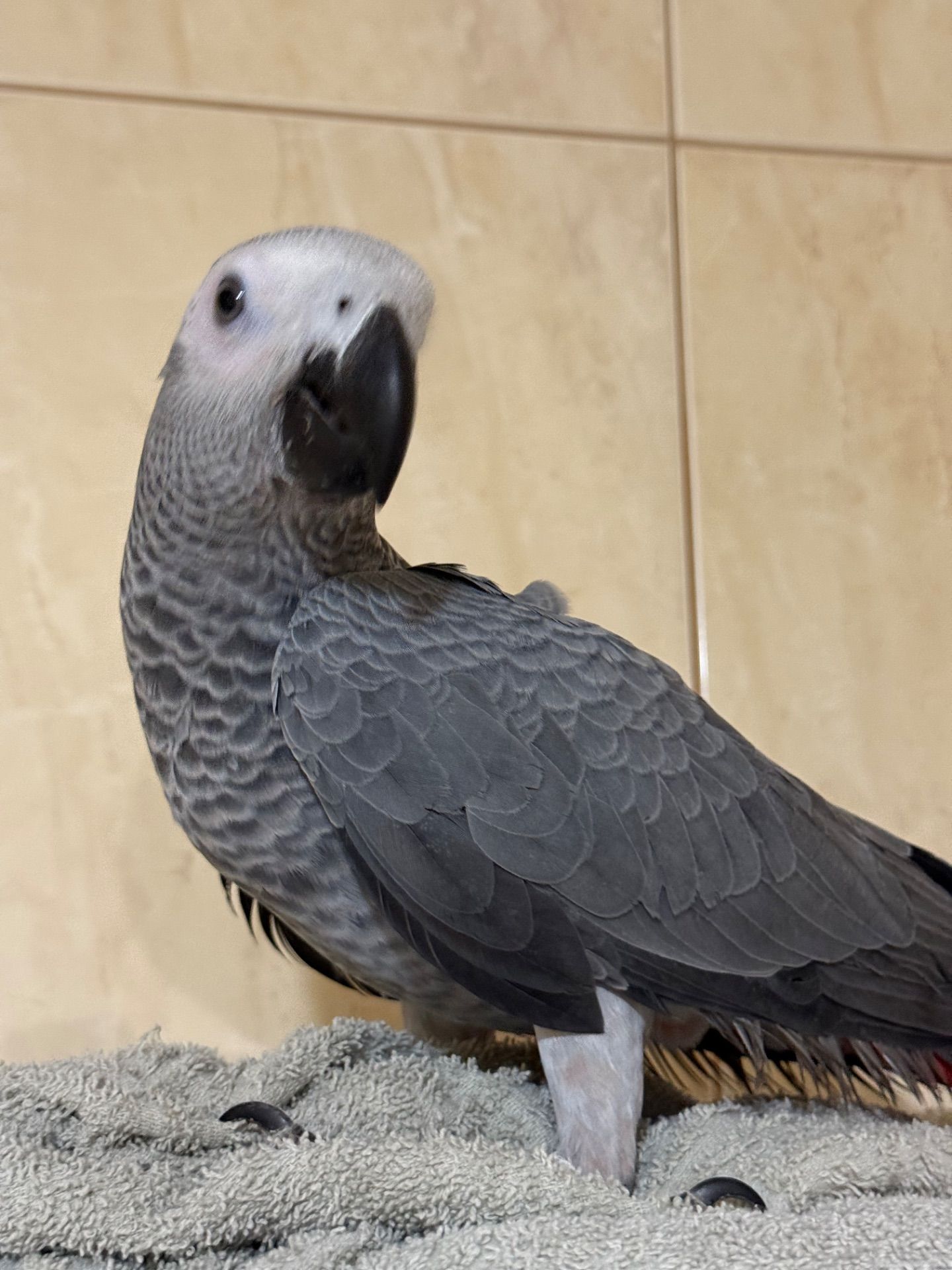 Жако ртпшенята, Алохвості Африканські папуги