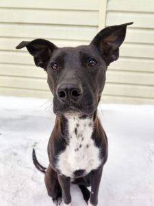 Цуценя Белла