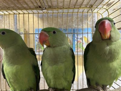 Олександрійські папуги молоді та ручні пташенята