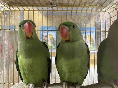 Олександрійські папуги молоді та ручні пташенята