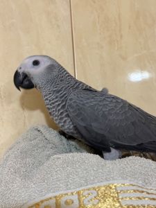 Жако ртпшенята, Алохвості Африканські папуги