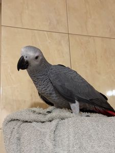 Жако ртпшенята, Алохвості Африканські папуги