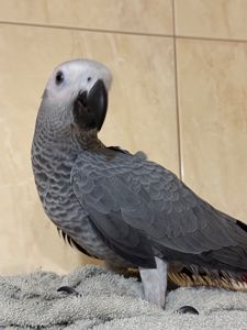 Жако ртпшенята, Алохвості Африканські папуги