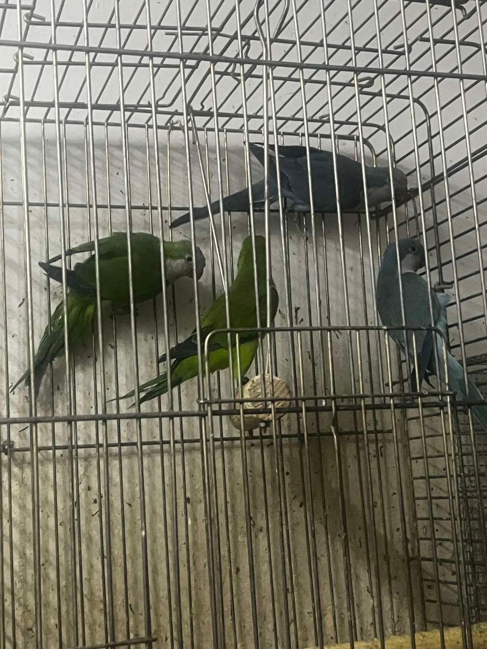 Продам пташенят каліта квакер монах ручние