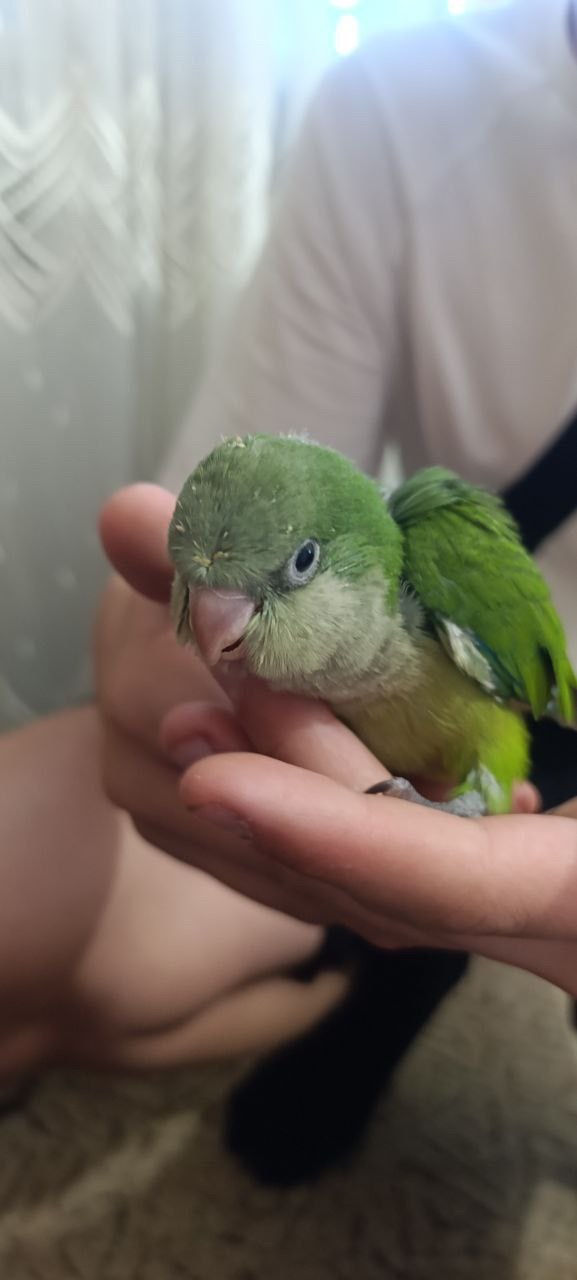 Продам пташенят каліта квакер монах ручние