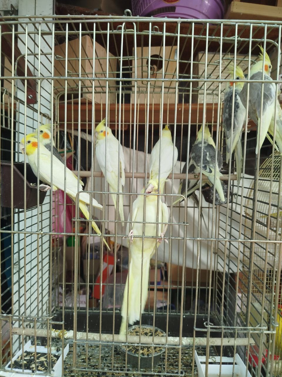 Продам ручних пташенят корелли