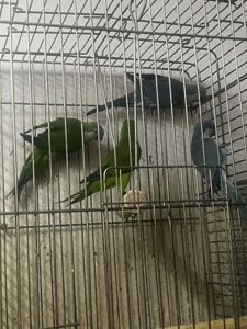 Продам пташенят каліта квакер монах ручние