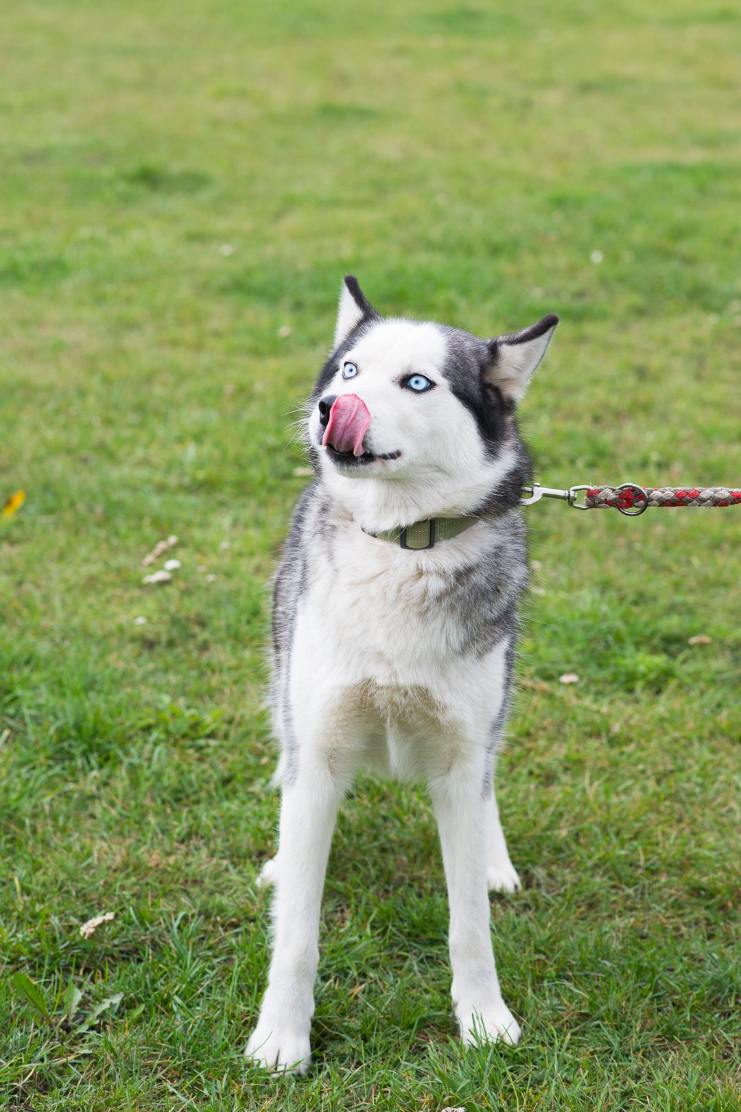 Неймовірна Люмі шукає родину 🏡