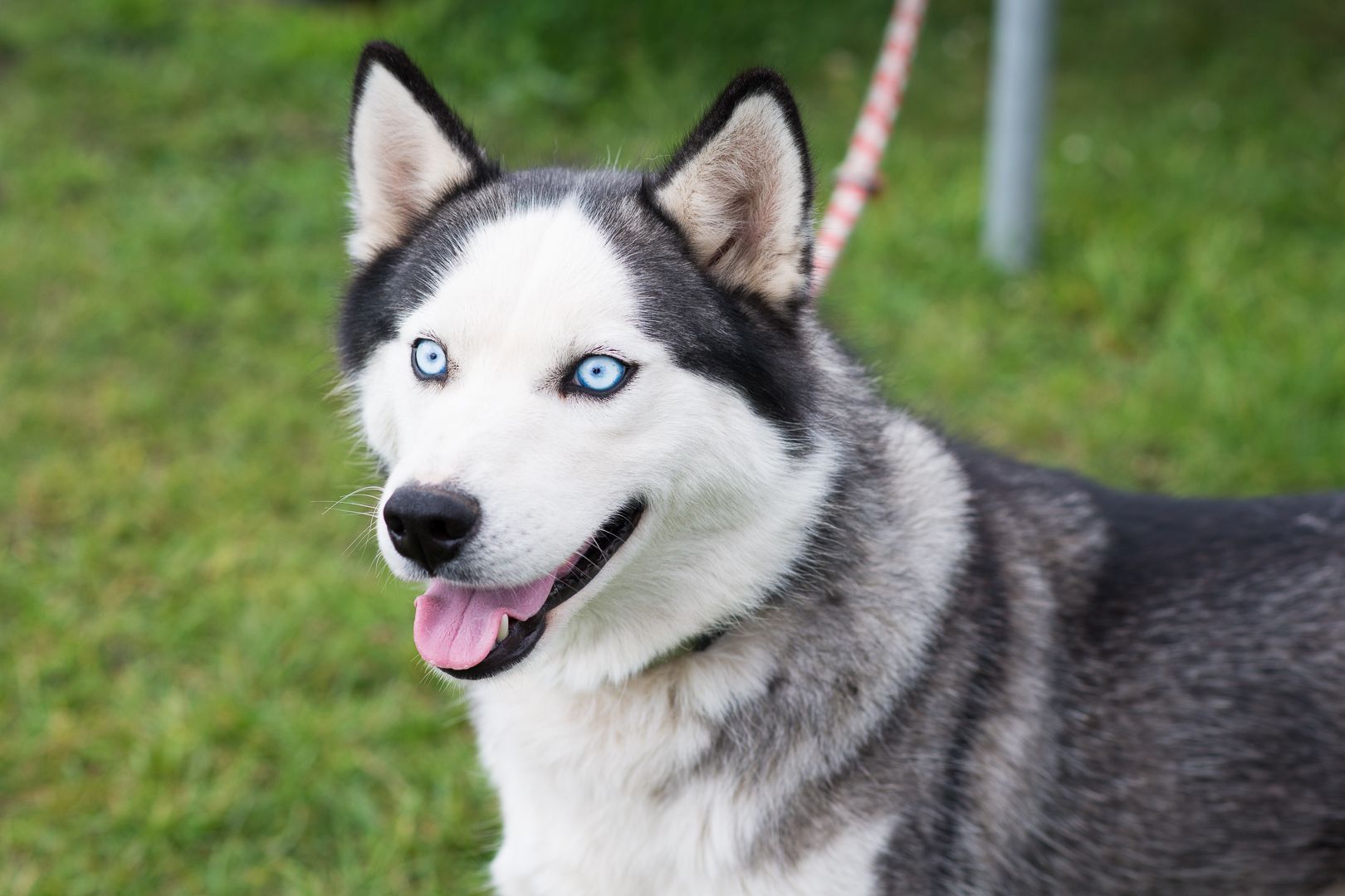 Неймовірна Люмі шукає родину 🏡
