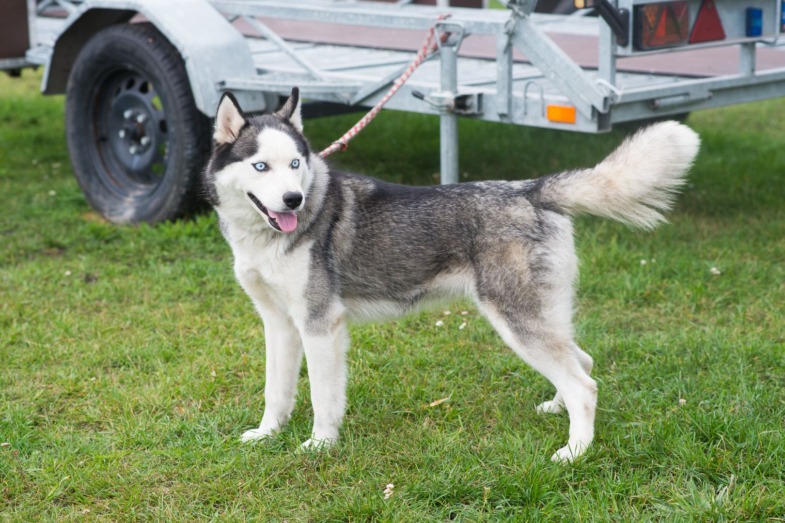 Неймовірна Люмі шукає родину 🏡