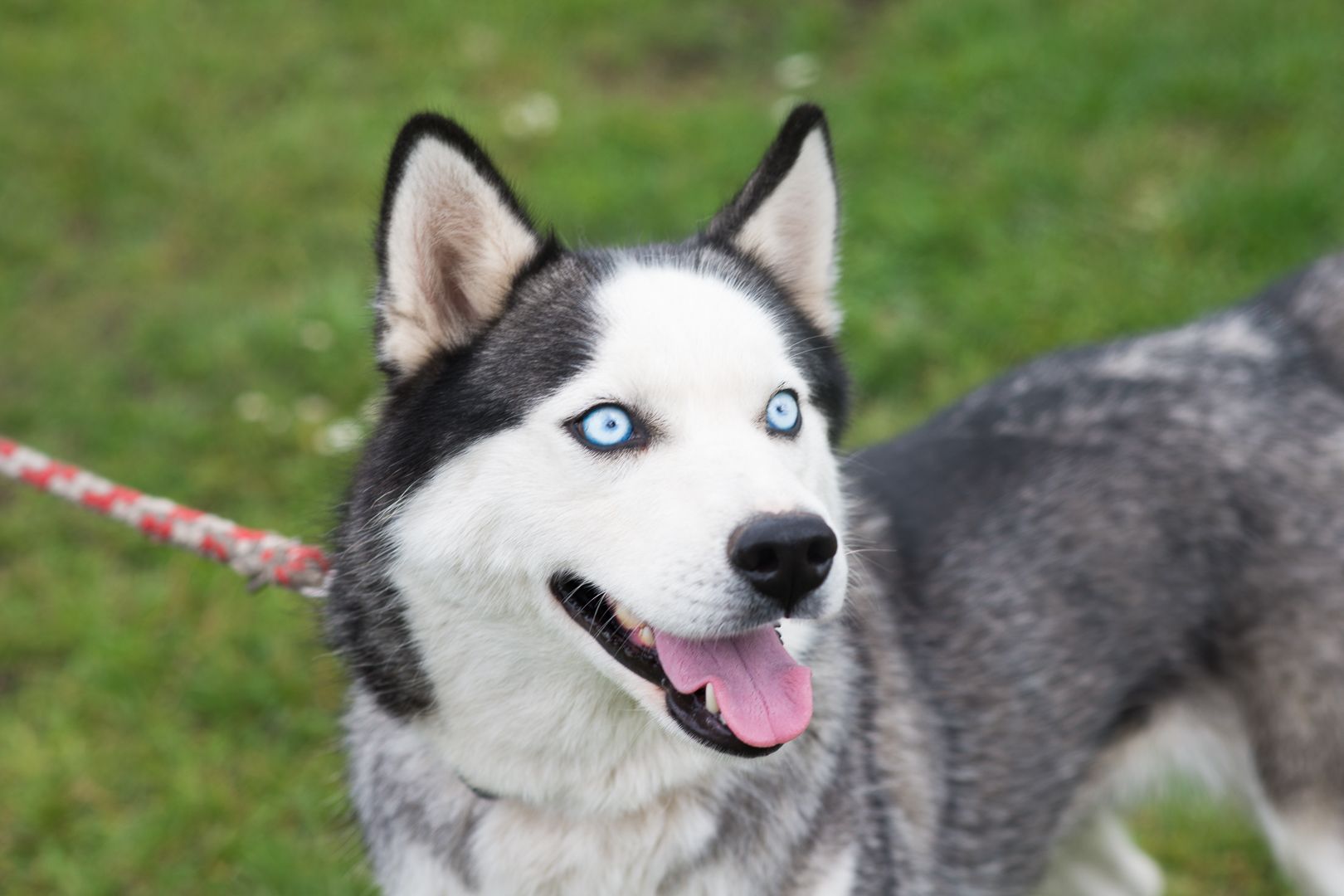 Неймовірна Люмі шукає родину 🏡