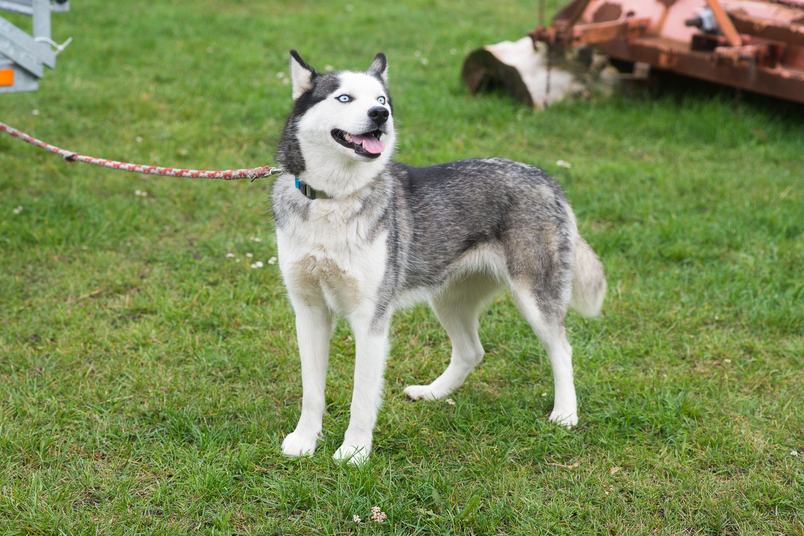 Неймовірна Люмі шукає родину 🏡