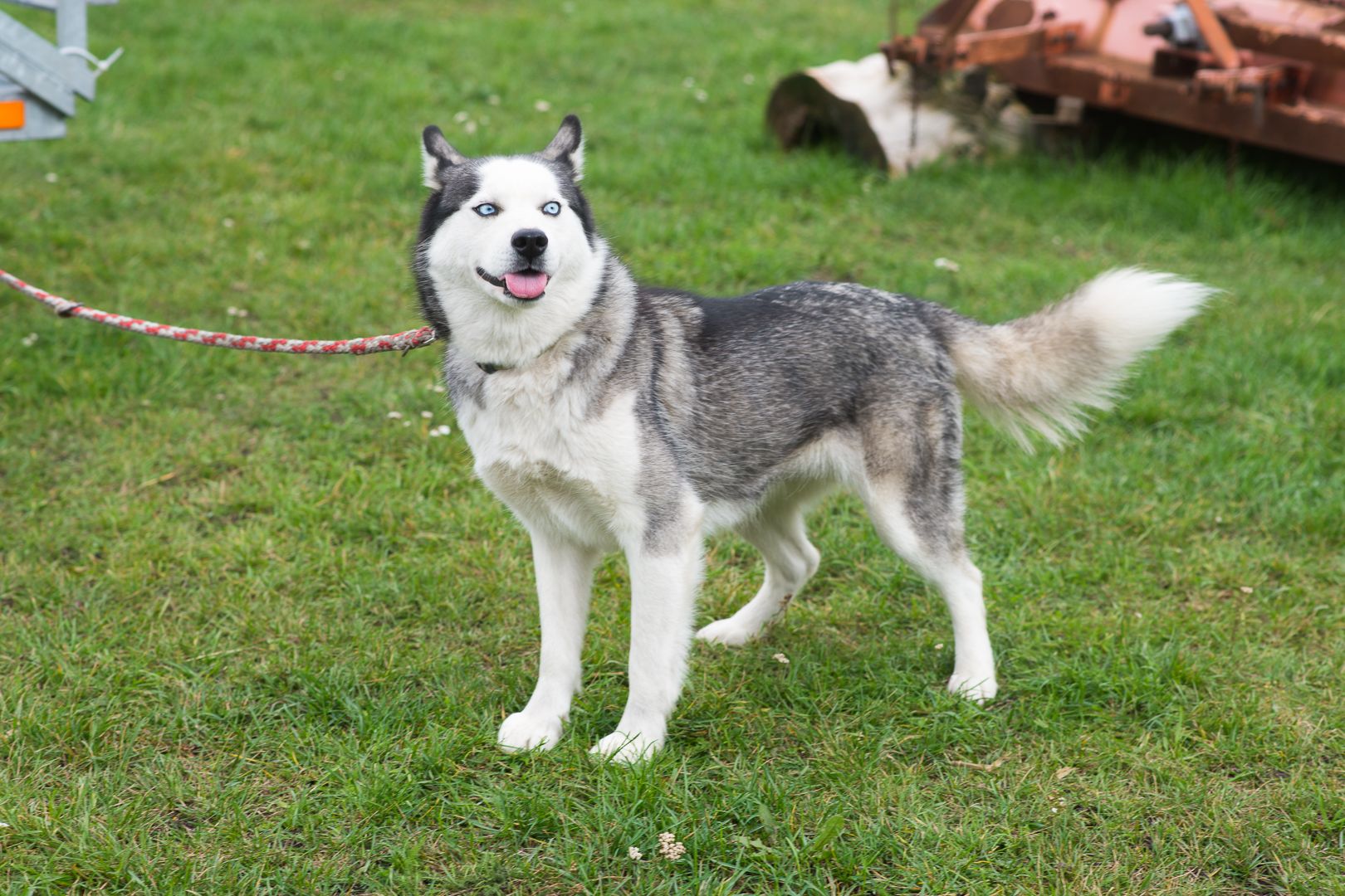 Неймовірна Люмі шукає родину 🏡