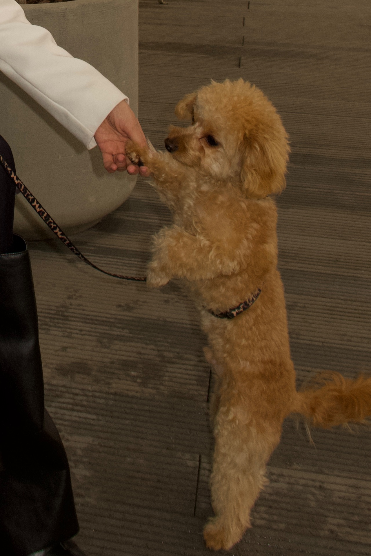 Терміново продається той пудель хлопчик