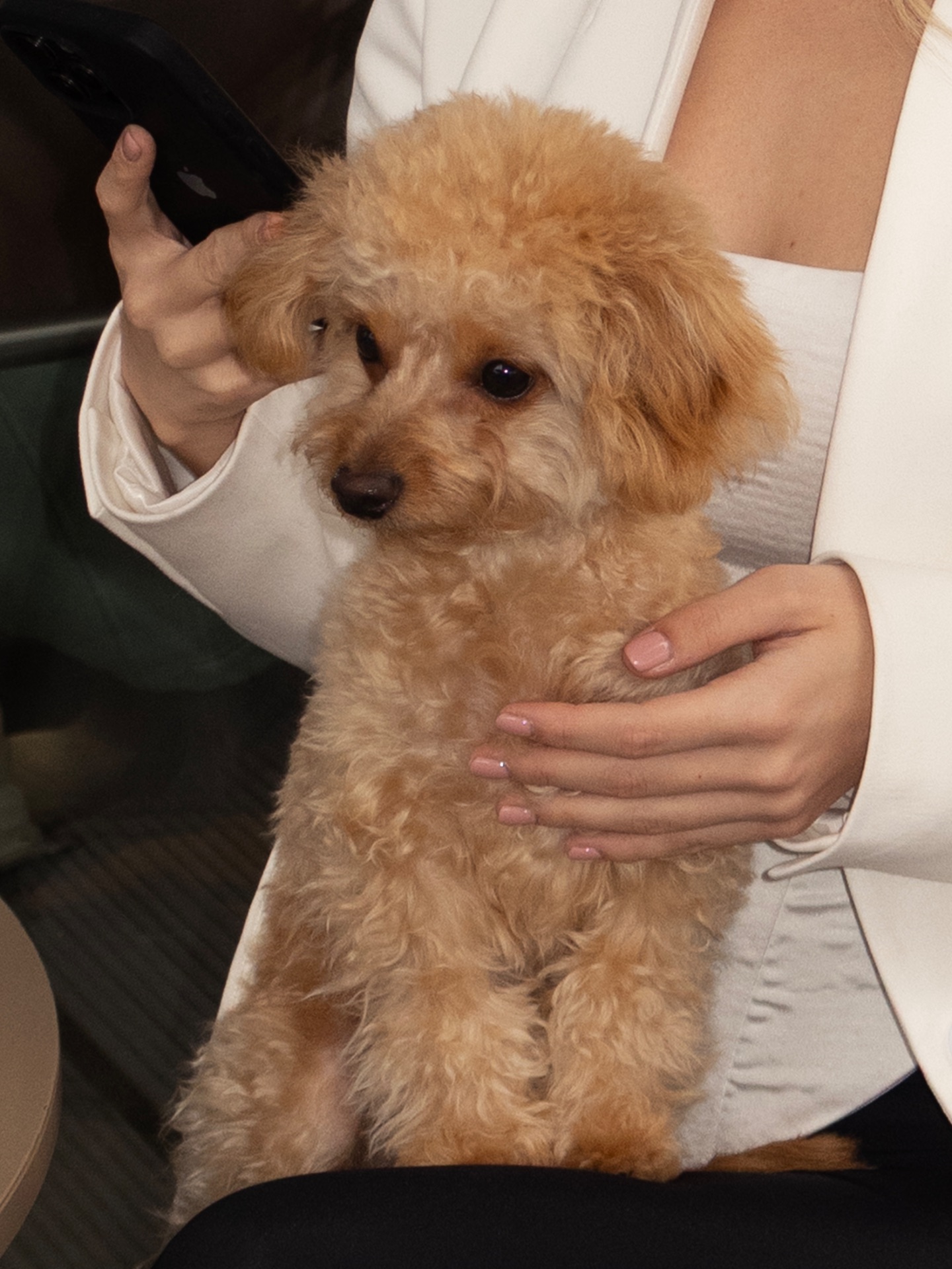 Терміново продається той пудель хлопчик