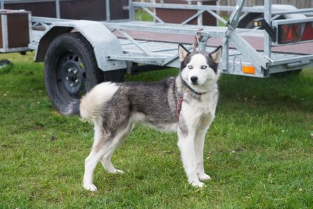 Неймовірна Люмі шукає родину 🏡